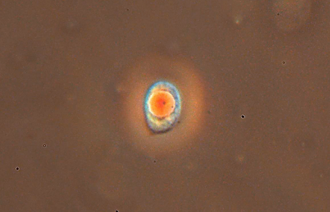 Climacocystis borealis (Fr.) Kotl. & Pouzar